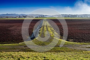 Dormant cranberry fields in Langley British Columbia photo