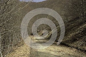 Dormant dense forest trees road