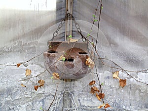 Dormant Potted Plant photo
