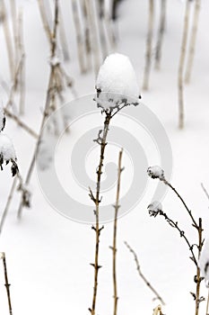 Dormant tall twiggy plants covered with deep snow during winter