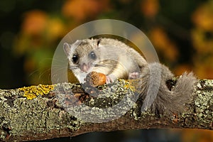 Dormouse, Glis glis eats acorn on the branch