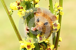 Dormouse on mullein