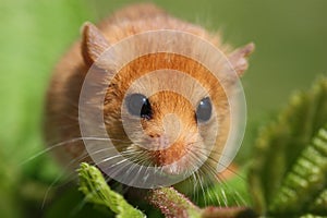 Dormouse Muscardinus avellanarius