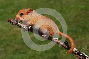 Dormouse Muscardinus avellanarius