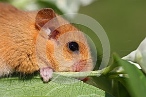 Dormouse Muscardinus avellanarius