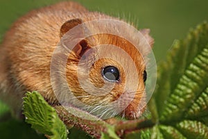 Dormouse Muscardinus avellanarius