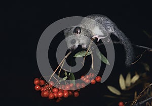 Dormouse sitting on rowan branch