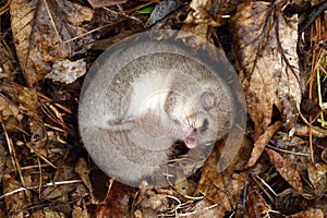 Dormouse sleeping