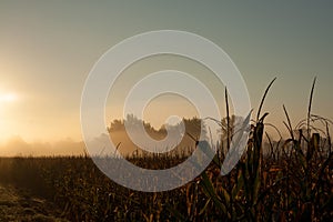 Dorn in green corn field