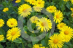 Doronicum photo