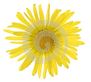 doronicum