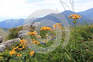 Doronicum austriacum photo