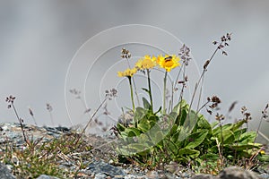 A Doronicum clusii flower in the alps photo