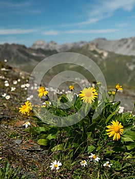 A Doronicum clusii flower in the alps photo