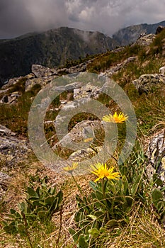 Doronicum clusii in the moutains photo