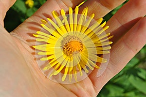 Doronicum flower