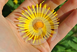 Doronicum flower photo