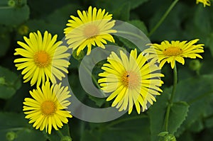 Doronicum flowers photo