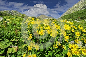 Doronicum flowers in Furkotska dolina valley in High Tatras