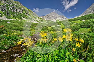 Doronicum flowers in Furkotska dolina valley in High Tatras