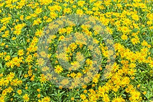 Doronicum flowers in the garden