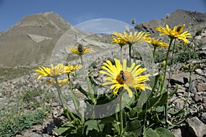Doronicum grandiflorum in Alps