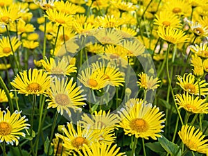 Doronicum grandiflorum in blossom