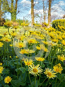 Doronicum grandiflorum in blossom