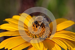 Doronicum grandiflorum and a bumblebee