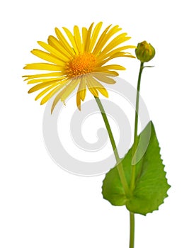 Doronicum, known as leopard`s-banes. Isolated on white backgroun photo