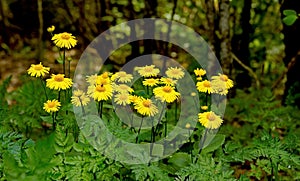 Doronicum orientale blooming with beautiful yellow flowers photo