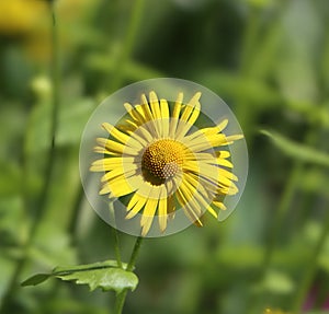 Doronicum orientale photo