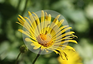 Doronicum orientale flower