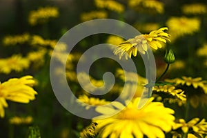 Doronicum orientale Leopard`s Bane - spring flower like a yellow daisy, beautiful background. Sunflower family Asteraceae