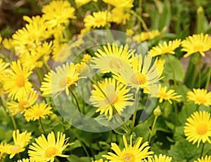 Doronicum Plantagineum plant photo