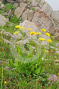 Doronicum Turkestan Doronicum turkestanicum.