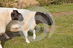 Dorper black headed sheep, one with stripe in middle of head