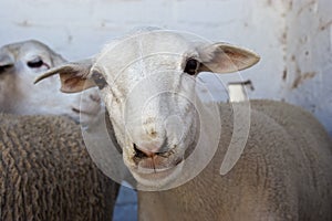 A Dorper breed sheep looking at the camera