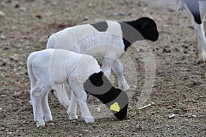 Two Dorper Hair sheep lambs