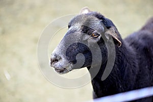 Dorper hair sheep showing smooth coat