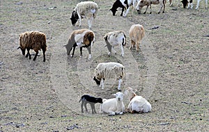 Dorper Sheep in spring pasture