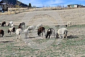 Dorper Sheep in spring pasture