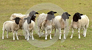 Dorper sheep flock in South Africa