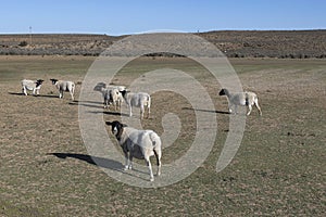 Dorper sheep on a Karoo farm