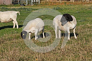 Dorper sheep lambs in a meadow on a farm in Skaraborg Sweden