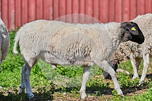 Dorper sheep lambs in a meadow on a farm in Skaraborg Sweden