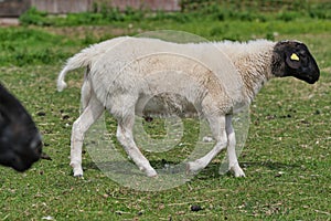 Dorper sheep lambs in a meadow on a farm in Skaraborg Sweden