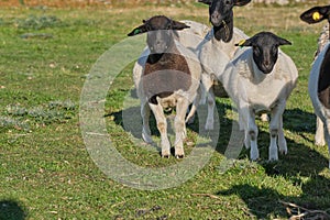 Dorper sheep lambs in a meadow on a farm in Skaraborg Sweden