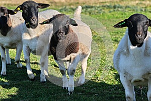 Dorper sheep lambs in a meadow on a farm in Skaraborg Sweden