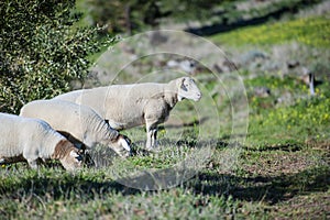 Dorper white headed ram standing with ewes